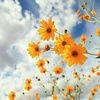sunflower_2